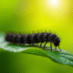 Chenille noire sur une feuille verte en jardin ensoleille